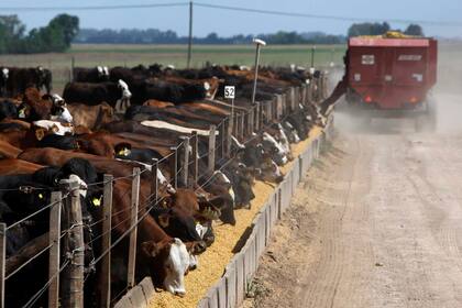 Para Pedace, aunque hay problemas con el maíz, en los feedlot hay bastante hacienda, por lo que lo que es hacienda liviana el mercado está abastecido