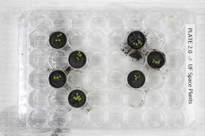 Para poder comparar, se monitorearon varias muestras y analizaron el comportamiento de las plantas en suelo lunar