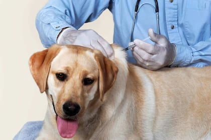 Para prevenir la rabia se recomienda vacunar a las mascotas contra ella