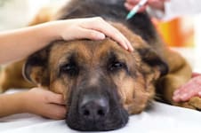 Cuáles son las diez enfermedades más comunes de los perros