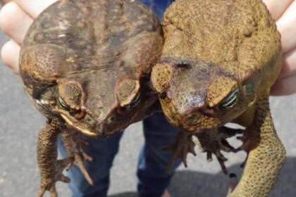 Para prevenir su presencia, se aconseja retirar comida de mascotas, eliminar huevos, cortar el césped y usar “bug lights” que atraen menos insectos
