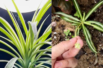 Para puntas sanas, basta con pulverizar agua a diario