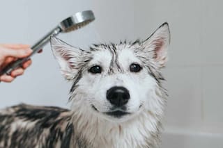 Los errores comunes al bañar a tu perro: cómo evitarlos para cuidar su pelaje