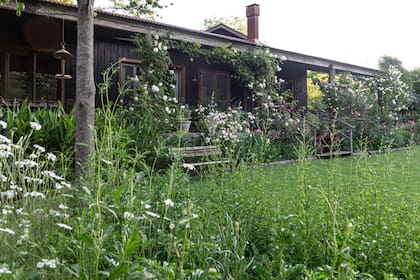 Para que la casa tan alta se “apoye” sobre el terreno, se planteó un cantero de rosas arbustivas y trepadoras, con iris germánica a sus pies y bulbos de invierno, como junquillos y narcisos. En primer plano se ven Salvia uliginosa, Chrysanthemum leucanthemum (margarita) y Scabiosa atropurpurea