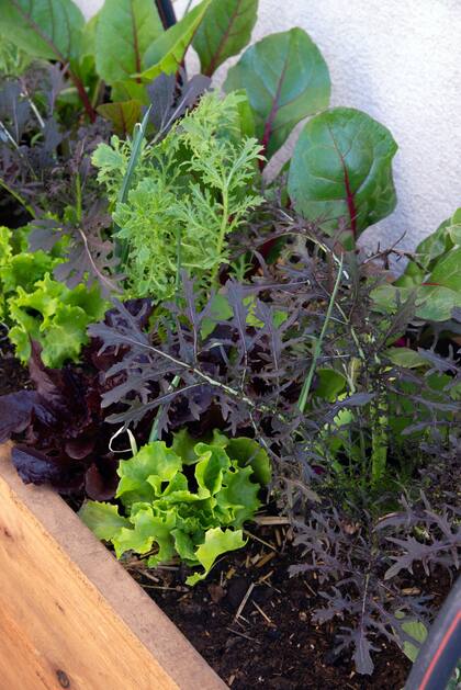 Para que las hojas crezcan sanas, es necesario agregar compost, controlar el riego y desmalezar de manera periódica