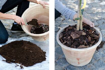 Para que los frutales prosperen en macetas, necesitan un suelo provisto de materia orgánica y buen drenaje
