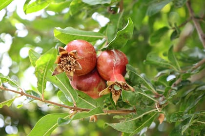 Para que los frutos desarrollen un buen tamaño es importante podar y eliminar frutos pequeños o mal formados