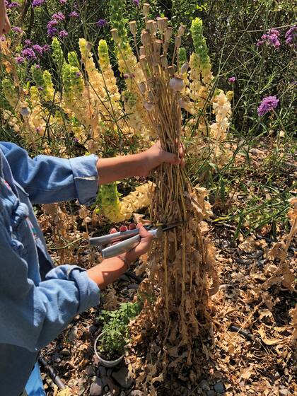 Para que no se caigan las semillas cortar primero las varas y luego arrancar el tallo con la raíz
