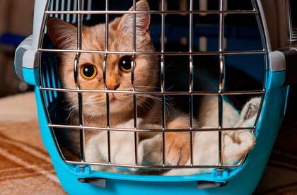 Para que se adapte a él, puede ser una buena alternativa sumar comida o juguetes