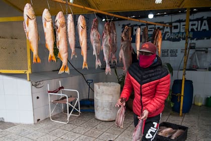 Para que sea rentable, un pescador con un ayudante tienen que capturar una tonelada de sábalo por día