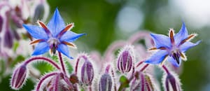 Nadie la planta, pero tiene más hierro que la espinaca y una flor azul que parece irreal