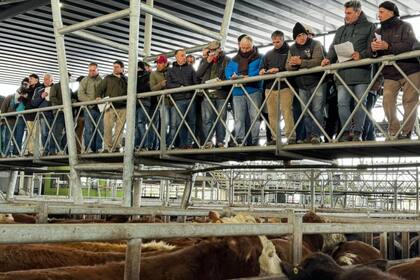 Para Rafael, este fenómeno no solo responde a la fuerte demanda exportadora, sino también a la irrupción de los invernadores como grandes compradores en el mercado