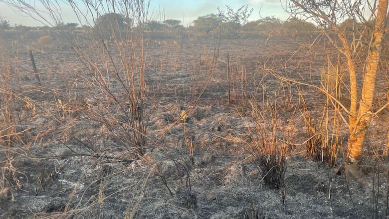 GDM Lanza Supra, Su Nueva Marca de Maíz para Argentina y Uruguay