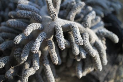 Para realizar la mezcla se necesita jabón líquido de cocina, vinagre, aceite esencial, agua fría y un poco de agua caliente