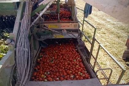 Para realizar las tareas de cultivo de un ciclo productivo completo en una hectárea se necesitan 4,5 millones de pesos