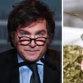 En lo que va del gobierno de Milei los argentinos toman menos mate, según una estadística