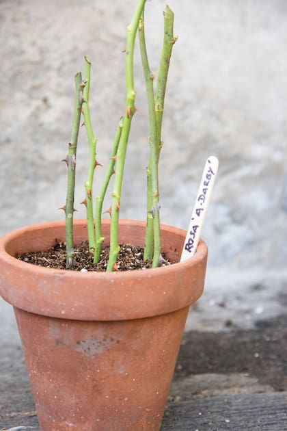 Para reproducir rosas, pueden plantarse directamente en la tierra, pero al reparo del sol. Sino, en maceta.