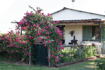 Para tener más privacidad, un pequeño galpón pasó a ser su casa de estilo campestre y descontracturado, con un cottage garden adosado para tener a mano flores de corte. En el arco de entrada, un rosal típico de la zona.