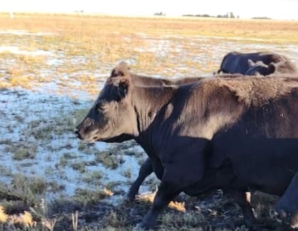 Para Thomas, las vacas de cría van a estar muy complicadas porque van a parir este año en el agua