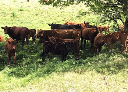 Para Tonelli, significará un “compromiso total de los productores” de mantener trazabilidad individual desde que nace el ternero en el campo de origen hasta la faena