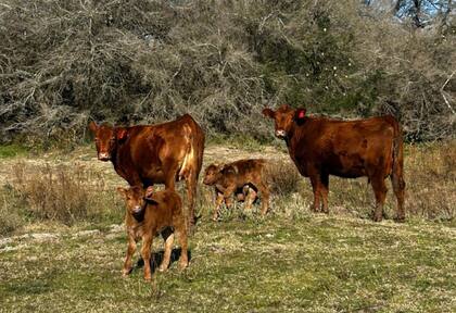 Para Tonelli, "todo lo que pueda tipificar, categorizar, clasificar, ponderar por calidad y que de alguna manera eso se sistematice, es bueno para los productores"
