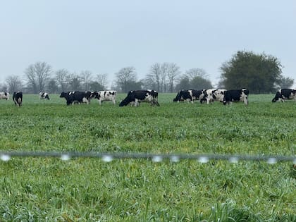 Con 80 tambos menos, el Gobierno advierte: “No va a estar el papá Estado” 12 Para Trionfini, los problemas estructurales de la lechería son tres: informalidad, comercialización y sanidad