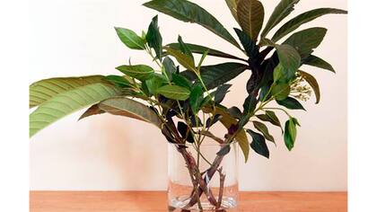 Para ubicar las flores elegidas dentro del florero comenzá a colocar el follaje (Paso 4)