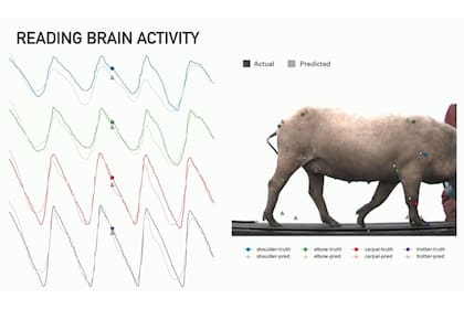 Para uno de los cerdos que tiene el chip implantado Neuralink mostró los impulsos cerebrales asociados a caminar, y los que simula una computadora; un chip podría disparar descargas en el cerebro que estimulen las neuronas correctas y permitan caminar a una persona (o un cerdo, en este caso) con p