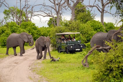 Para ver a todos los animales es conveniente dedicarle cinco días al parque Kruger