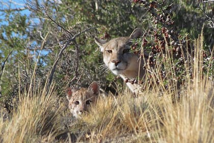 Para Vida Silvestre, la política de matanza generalizada es anacrónica y contraproducente.