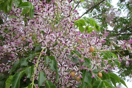 Un paraíso en flor, con sus características bolitas