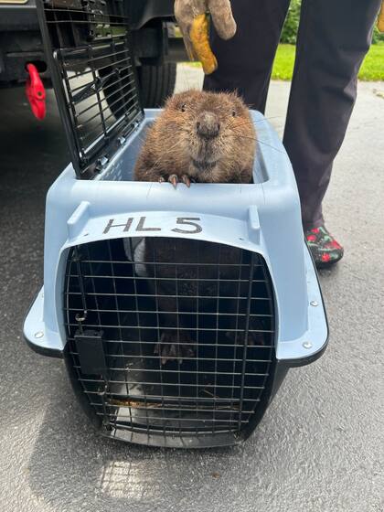 "Parece que está sonriendo agradecida por haber sido rescatada", comentó un usuario de Facebook al ver su foto.