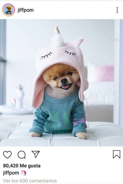 Parece un peluche, pero es real: de raza pomerania,Jiffpom es el perro con más seguidores