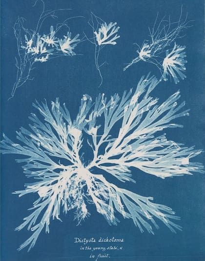 Parece una obra de arte, pero es ciencia: uno de los cianotipos del libro de Atkins de 1843, British Algae: Cyanotype Impressions