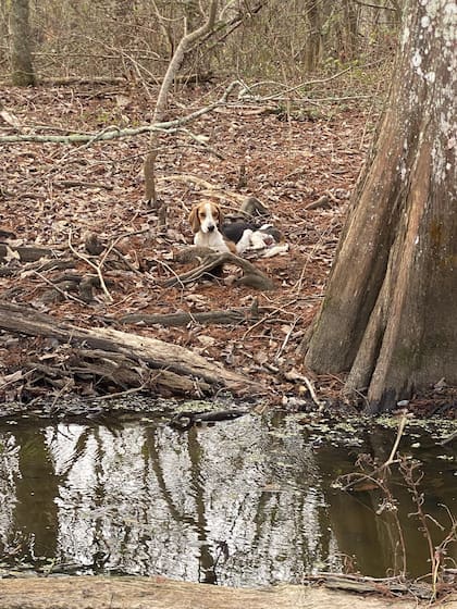 Parecía un animal atrapado en el pantano.