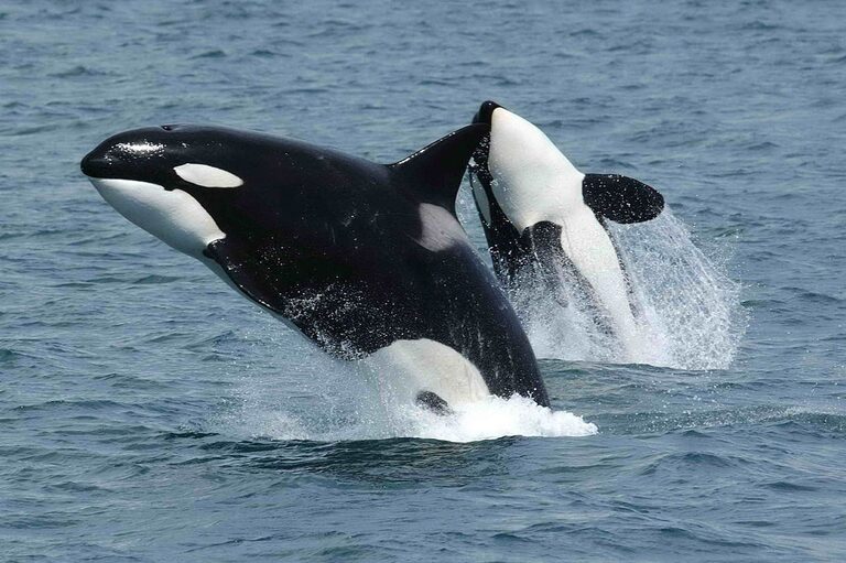 Rache der Orcas?  Die koordinierten Angriffe, die die drei Schiffe versenkten, verwirrten die Wissenschaftler