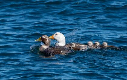 Pareja de patos vapor y pichones.