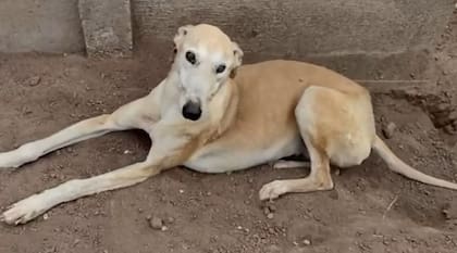 Paris fue abandonada con heridas en todo su cuerpo y los vecinos de General Villegas la asistieron