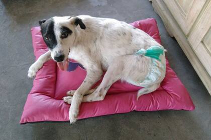 París tuvo que usar pañales durante algunos meses ya que no podía levantarse para hacer sus necesidades