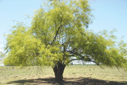 Parkinsonia aculeata
