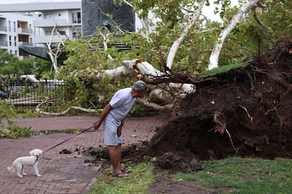 Parque Lezama arboles y ramas caídos