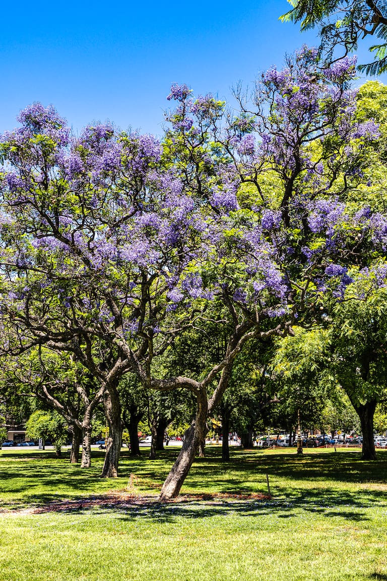 La arboleda del Parque Lezama es rica en especies que proveen diversidad de formas y colores al paisaje.