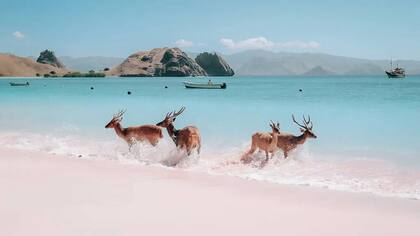 Parque Nacional de Komodo.