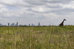 Los argentinos que emprenden en el país más importante del este de África