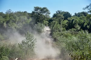 Bosques chaqueños, en peligro crítico