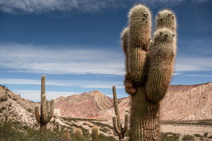 Parque Nacional Los Cardones