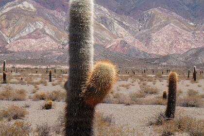 Parque Nacional Los Cardones, Salta