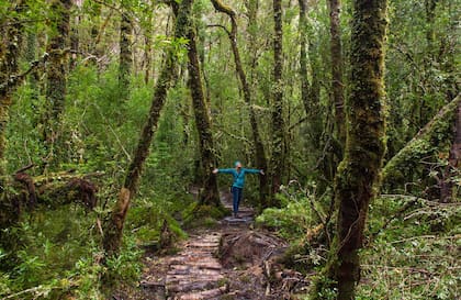 Parque Nacional Queulat, parte de la Selva Valdiviana chilena.