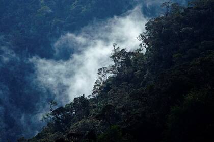 Parque Nacional Río Abiseo, en Perú, donde fue hallada la nueva especie