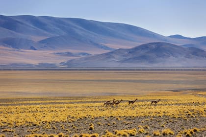 San Guillermo fue domino de las vicuñas argentinas. Hoy, luego de la epidemia de sarna que duró una década, la población disminuyó sensiblemente.